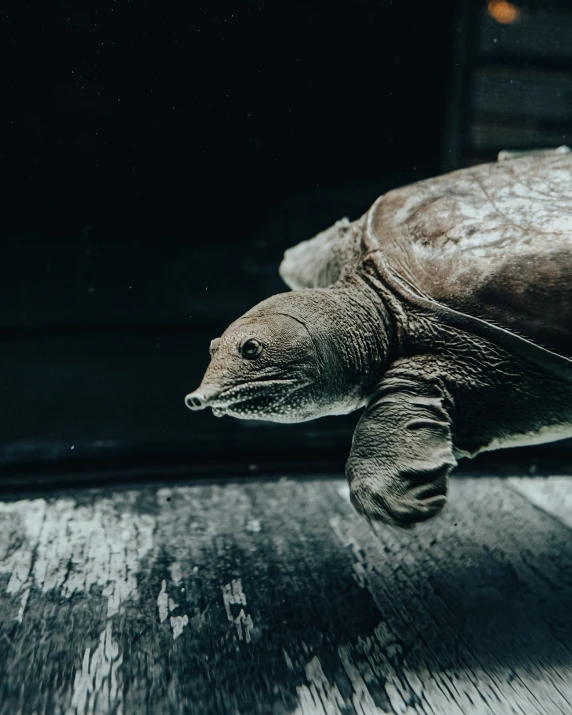 a turtle is swimming in an enclosure by itself