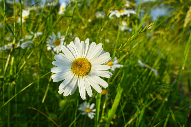 a white flower with yellow center in grass