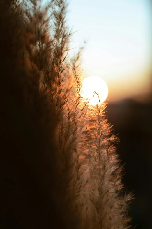 tall stalks with white flowers near setting sun