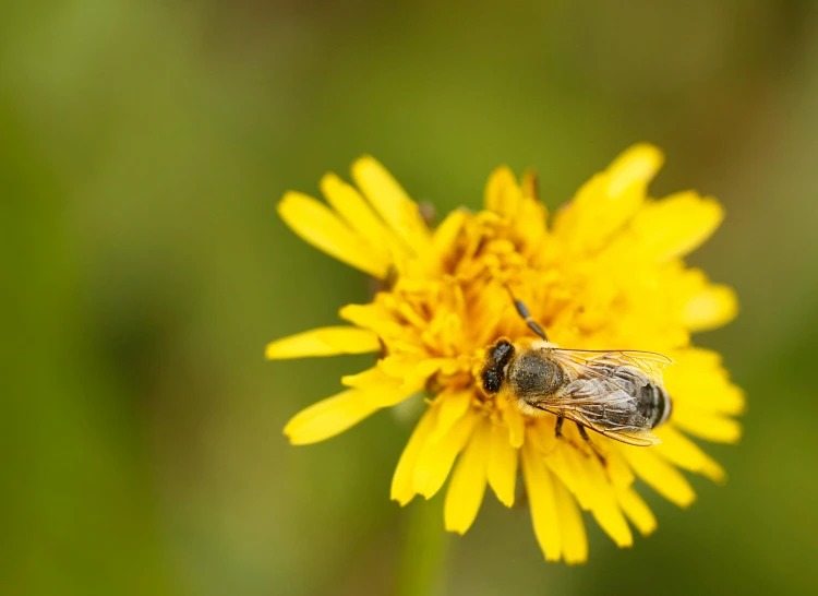 two bees sitting on top of a yellow flower