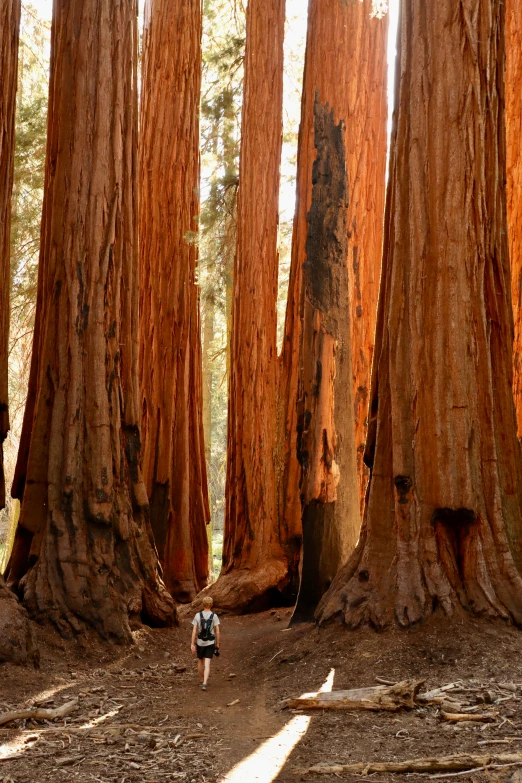 a person walking among the trees in a forest