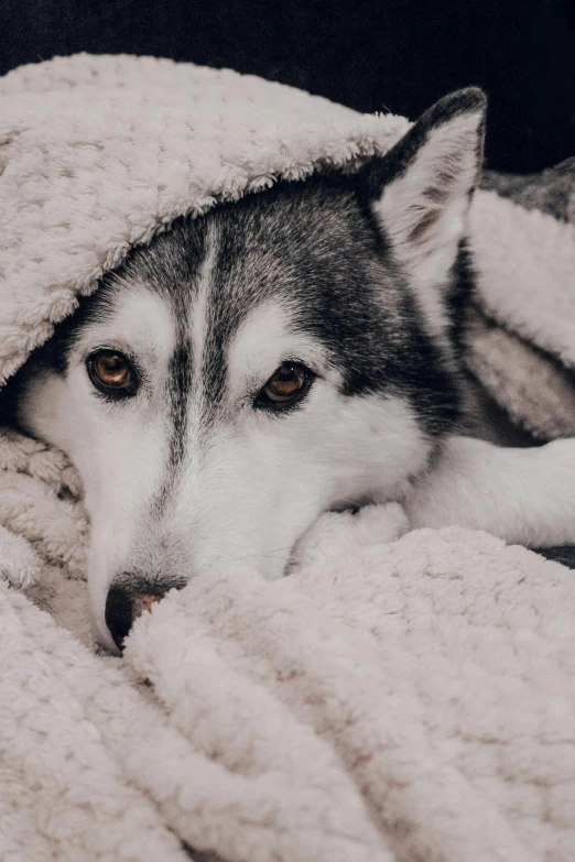 a husky sleeping under a blanket while looking at the camera