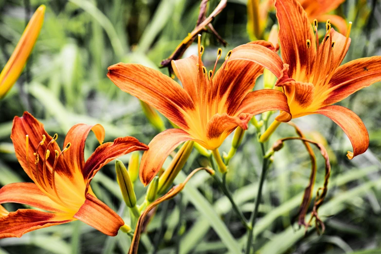 close up picture of bright orange lilies