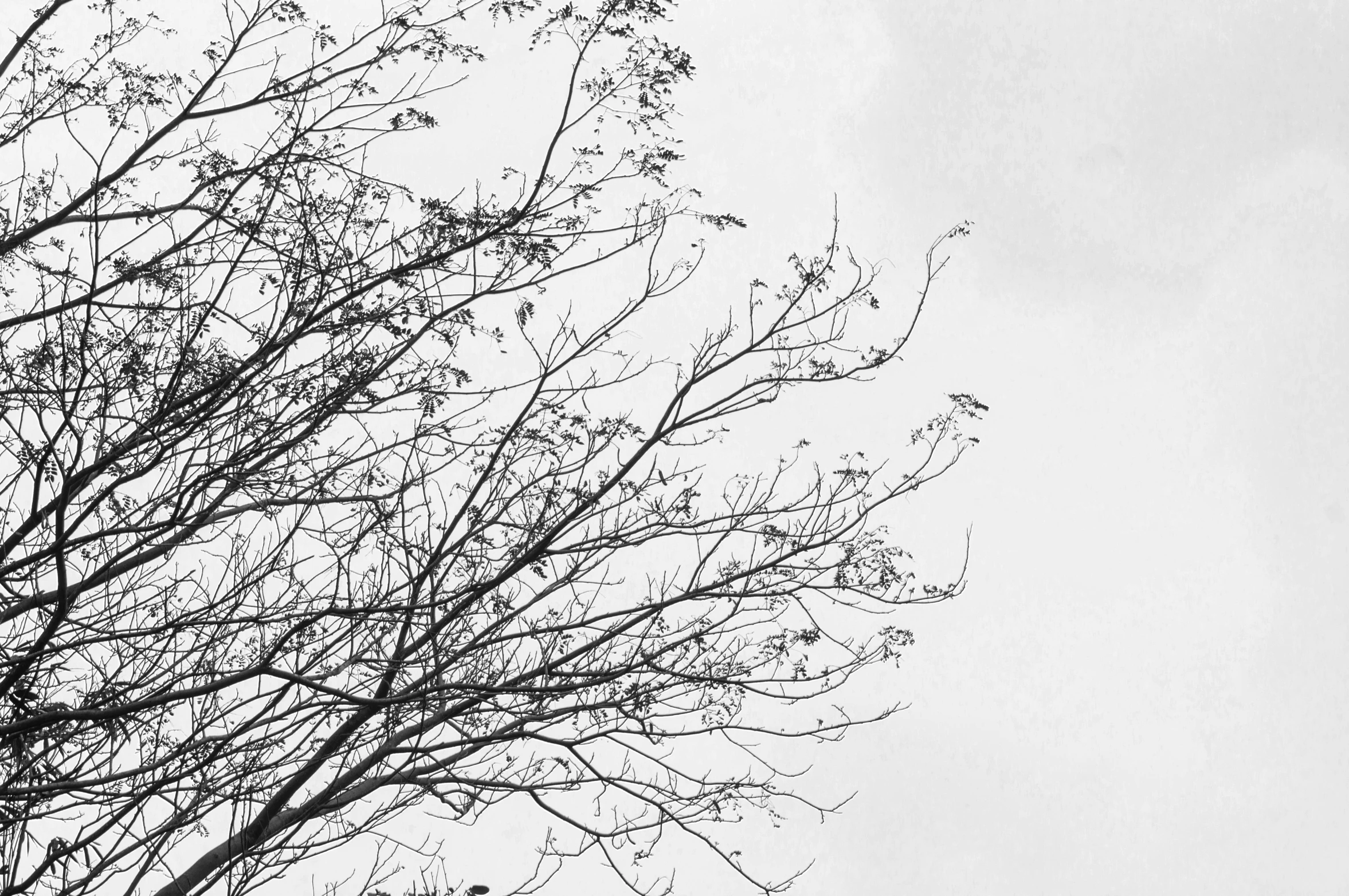 birds sitting in the tree tops on a cloudy day