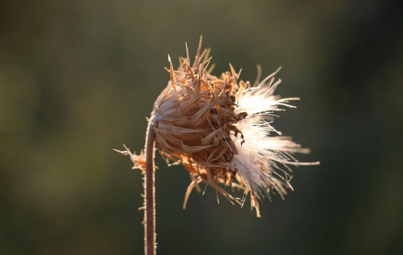 a small flower with multiple petals and seed head