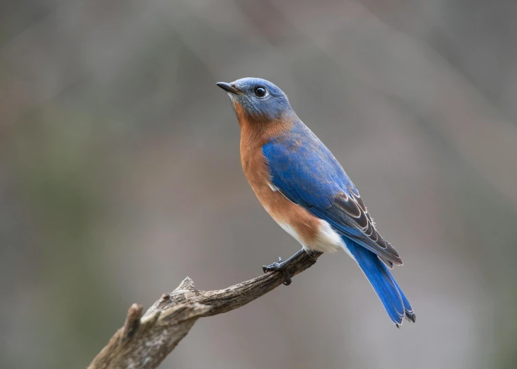 a blue bird sitting on a nch with another tree in the background