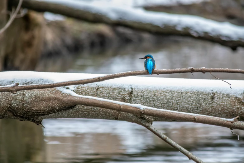 blue bird sitting on a nch with snowy trees behind it