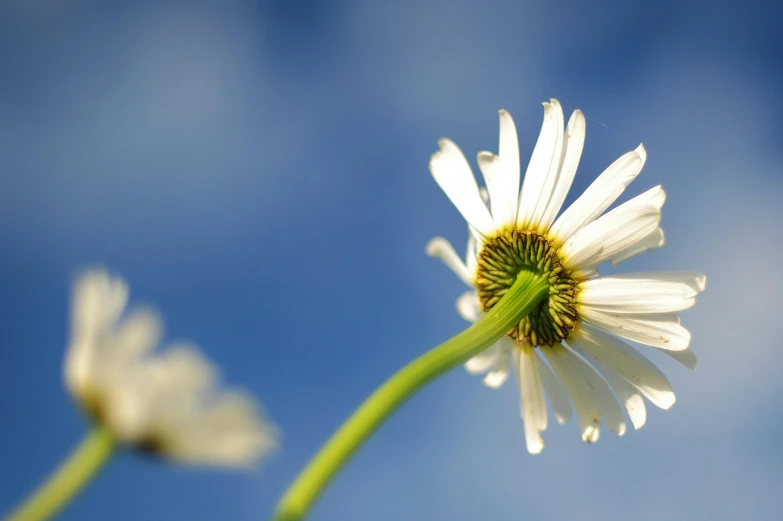 two daisies with leaves on top in the foreground