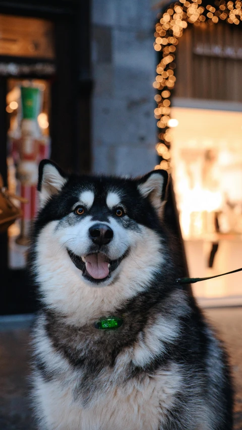 a husky dog in front of a christmas tree