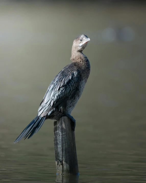 a blue bird sitting on top of a wooden post in water