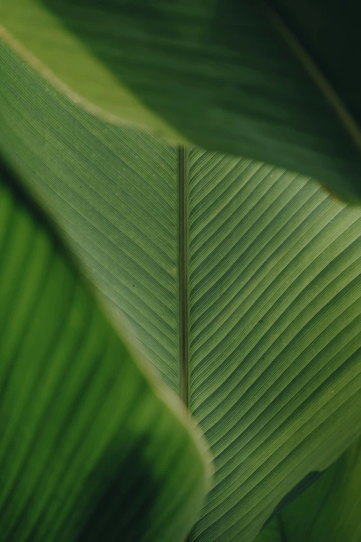 the image is a close up po of a green leaf