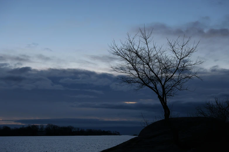 tree against the sky by a lake at dusk