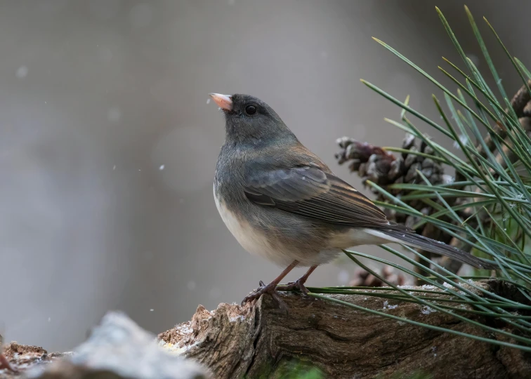 a small gray bird standing on top of a snow covered tree nch