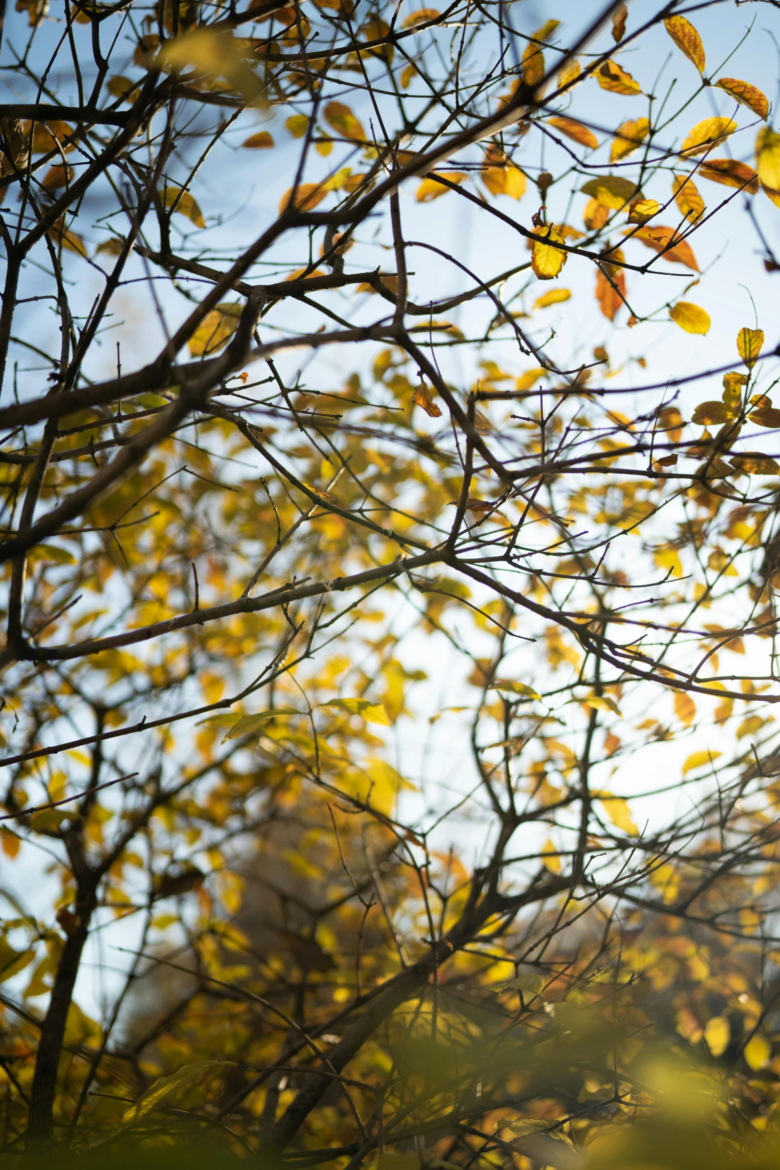 nches are shown in this image with bright yellow leaves