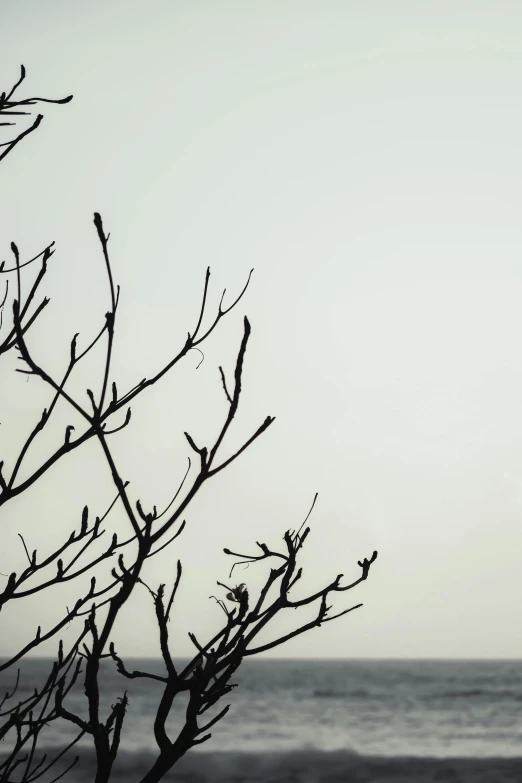 a tree with no leaves and some water in the background