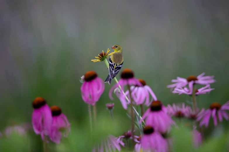 a little yellow bird sitting on top of a purple flower