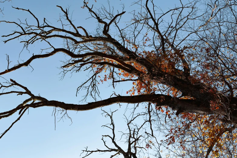 an open nched tree and a blue sky