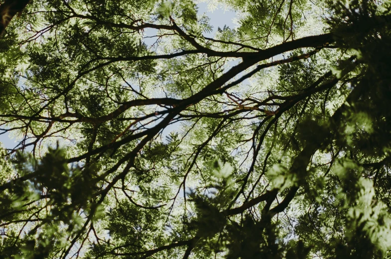 close up of leaves and nches on a tree