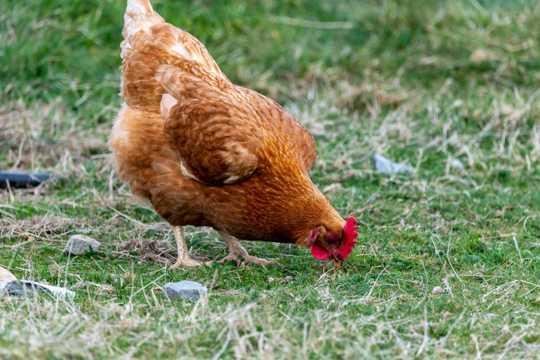 a hen pecks through the grass with two smaller birds nearby