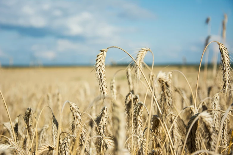 a field full of yellow wheat growing next to another field