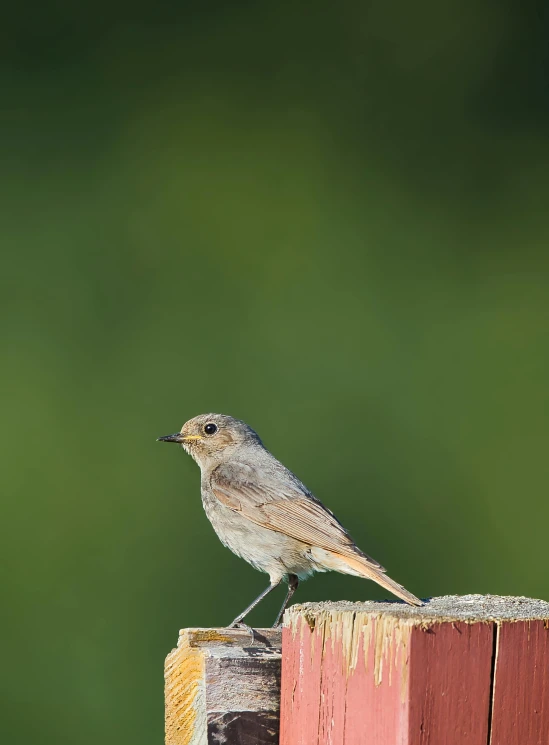 the bird is sitting on the wooden fence post