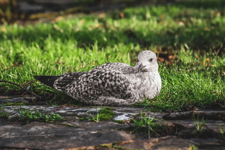 a bird is laying on the grass next to rocks