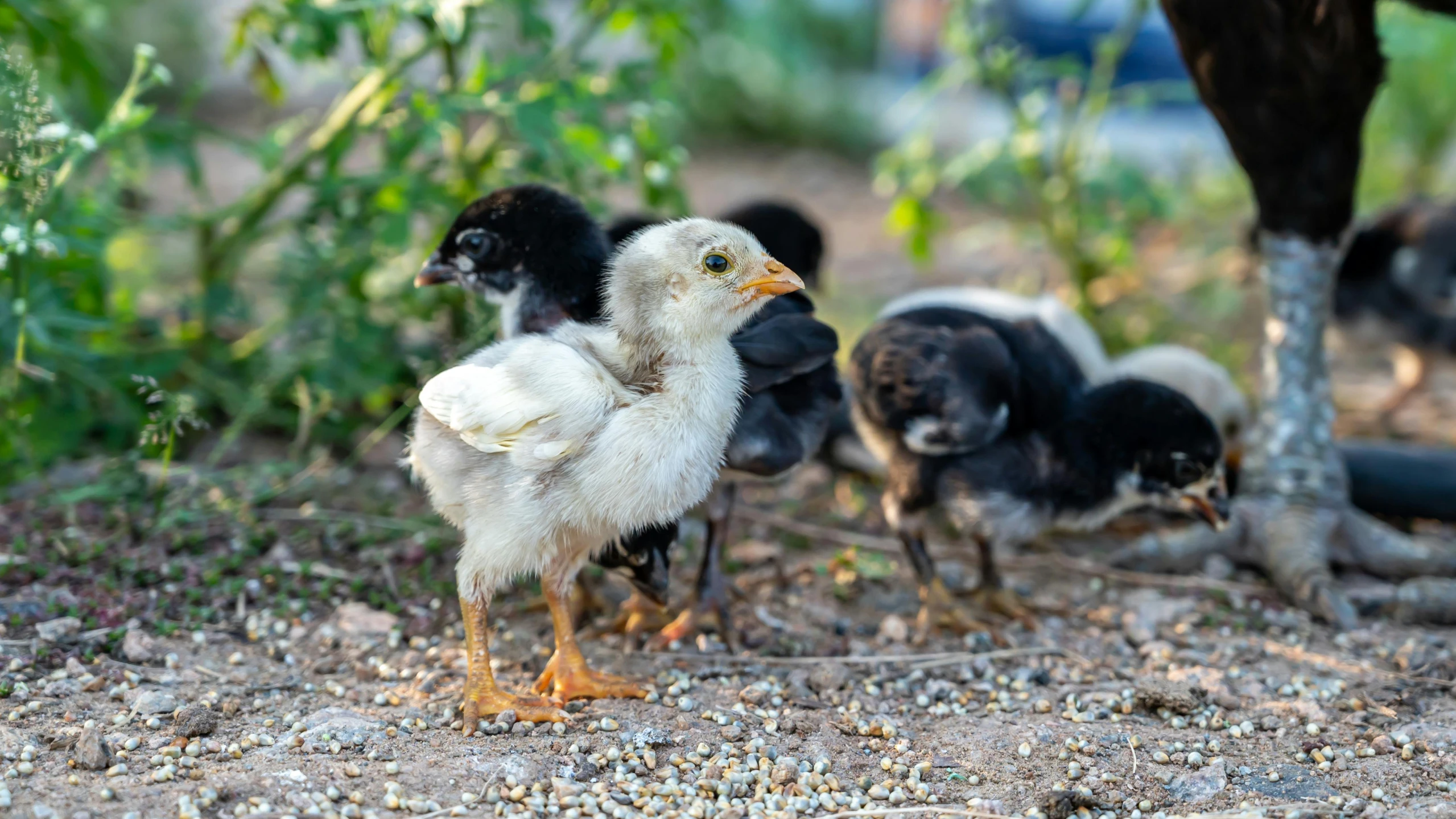 a bunch of little black and white chickens standing on the ground