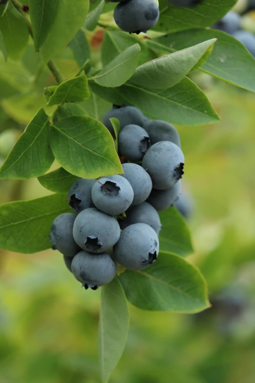 blueberries are growing on the tree at dusk