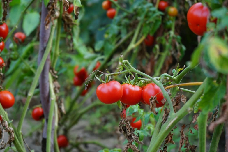 an allot of red tomatoes are growing on plants