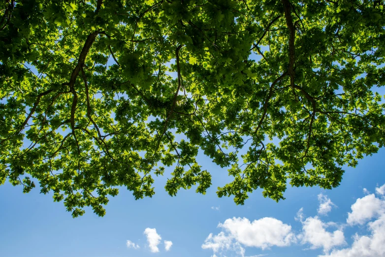 a bench under a tree and in the distance some clouds