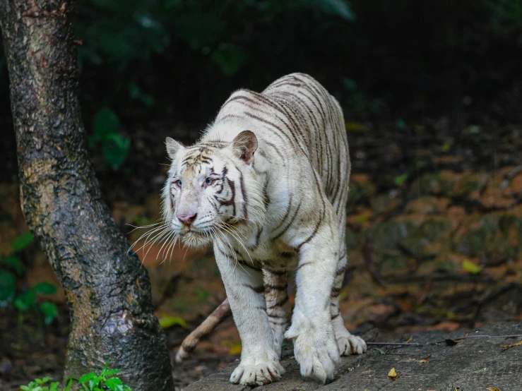 a white tiger standing in the middle of the forest