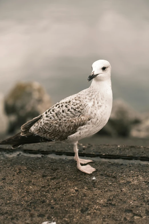 a seagull standing on the side of a beach