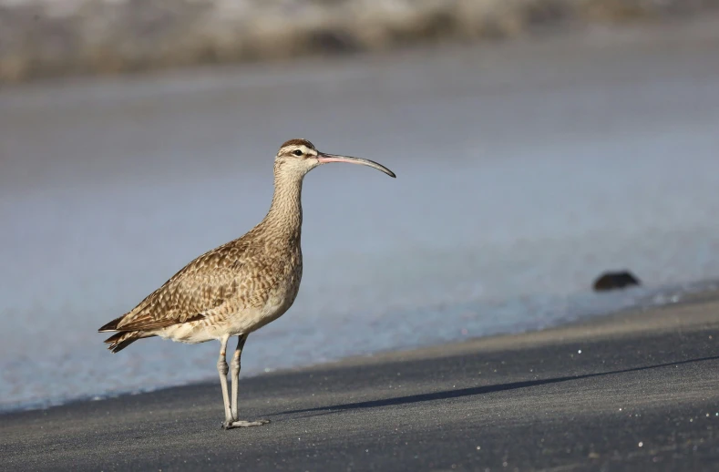 a brown bird is standing on the sand