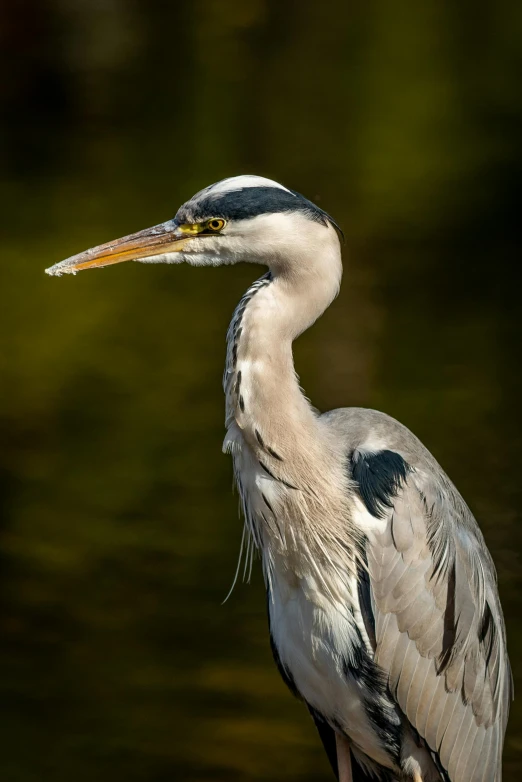 a close up of a bird by water