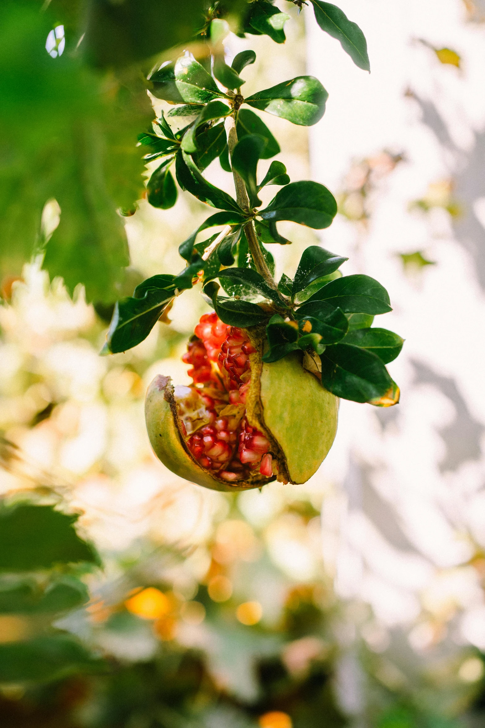 a fruit hanging from the nch of a tree