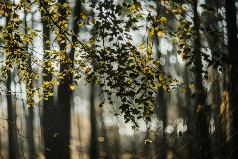 leaves and nches in a forest with sun streaming through the trees