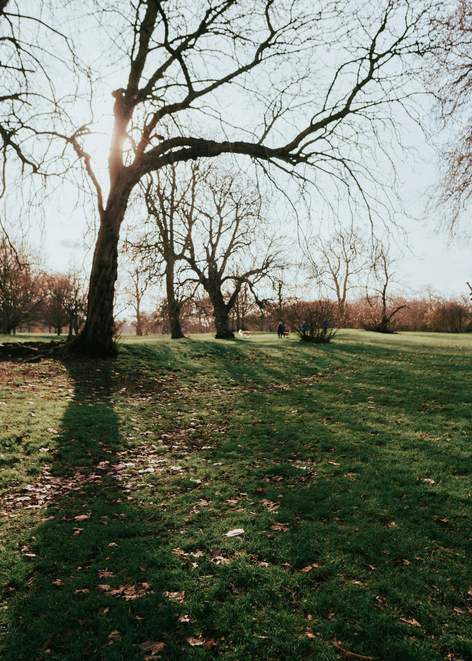 a sunny park is shown with trees and grassy field