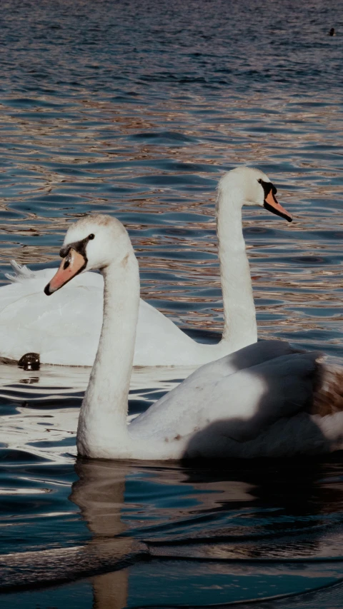 two white birds swimming in a lake together