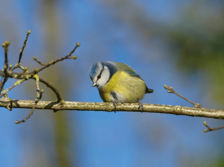 a small blue and yellow bird is perched on a nch