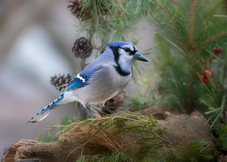 a blue and white bird sitting on the top of a pine tree nch