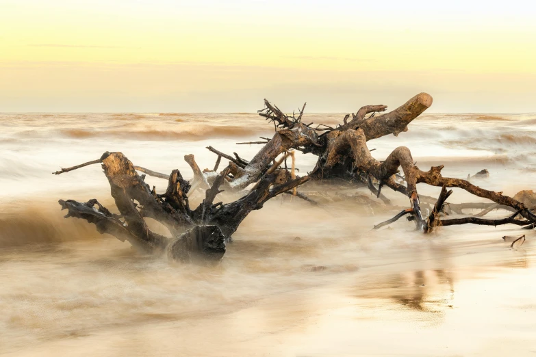 driftwood on the beach surrounded by surf