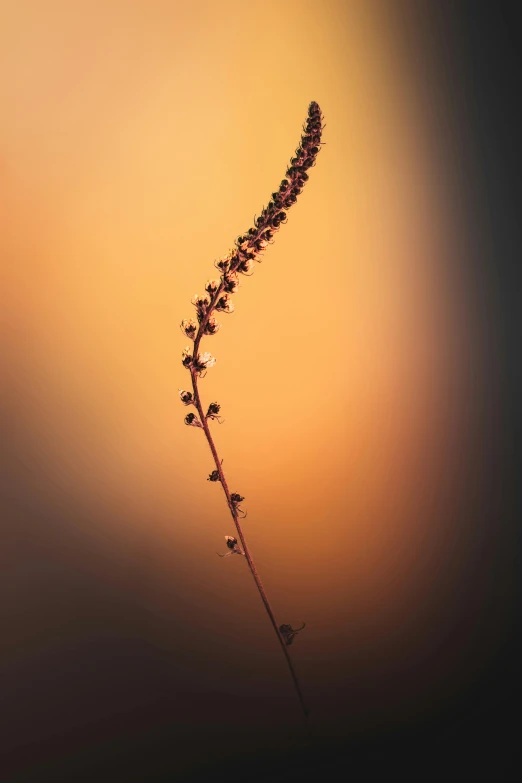 the long stem of a plant with many small flowers on it