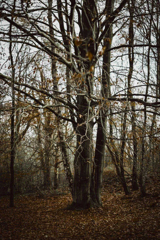 a tree with thin nches is seen through the leaves