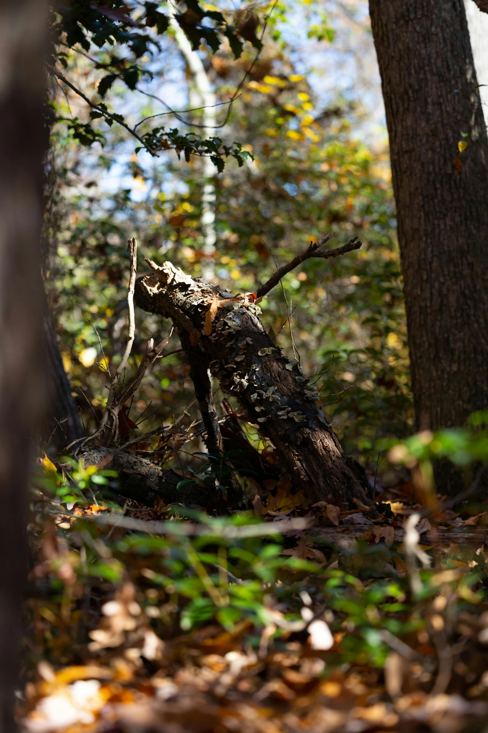 an owl is perched on the edge of the woods