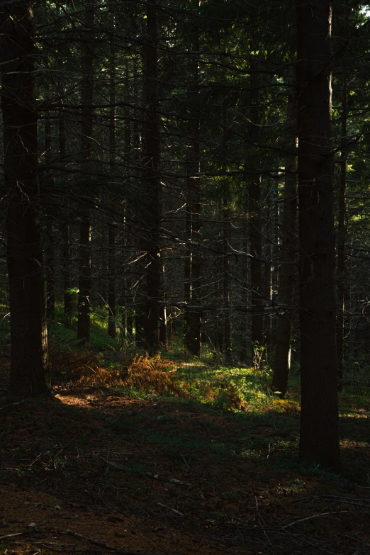 there is a red stop sign in the forest