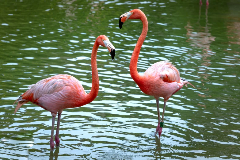 two flamingos are swimming in a pond with one is eating an object