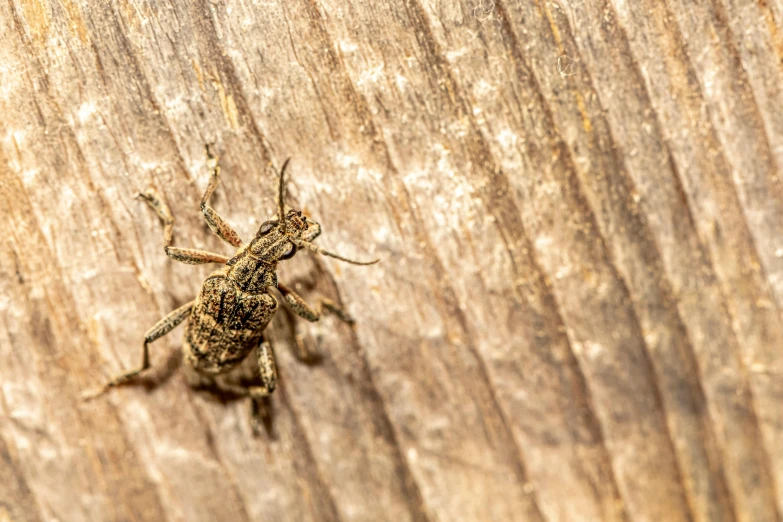 a bug is sitting on the wood in a field