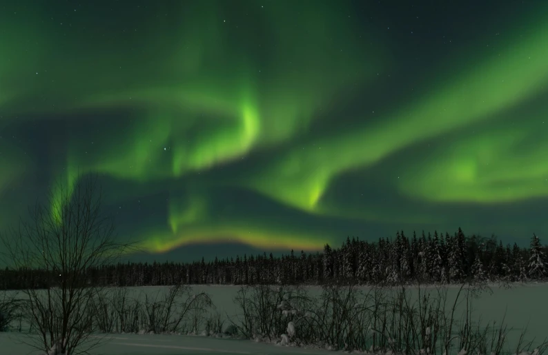 the aurora bore in winter with snow and trees around