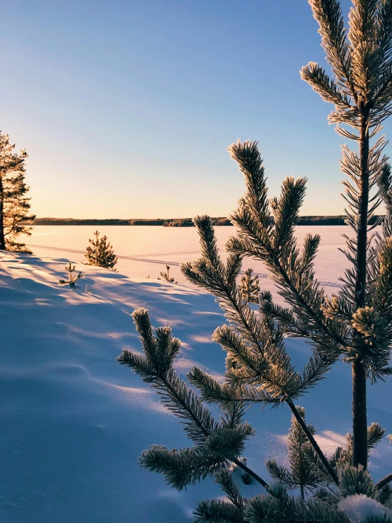 a frozen field of snow with pine trees in the background