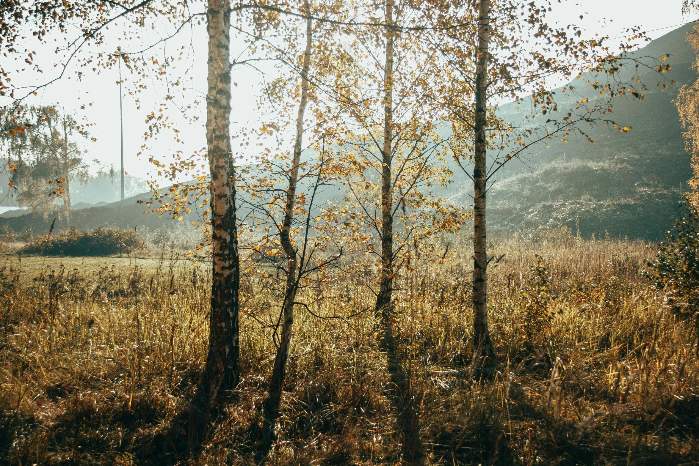 the sun shines through some trees and grasses